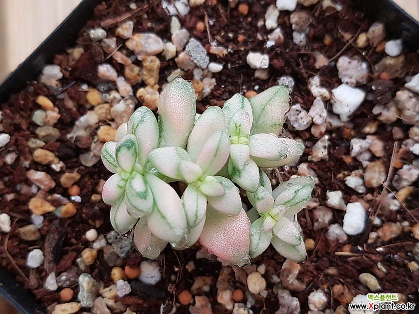 100种常见多肉植物图鉴收藏,1000种多肉植物图鉴及名字