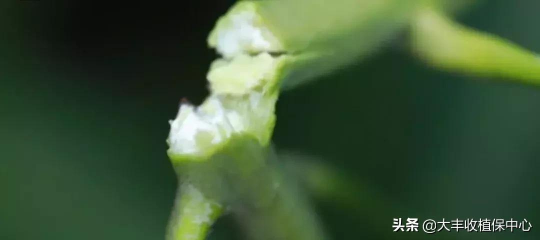 金煌芒果控梢及催花技术,芒果控梢用什么药最佳