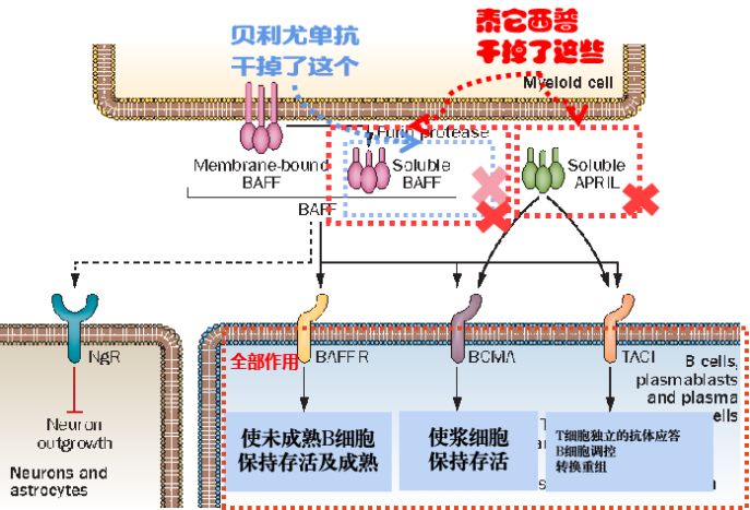 红斑狼疮单抗生物制剂,治疗系统性红斑狼疮生物制剂