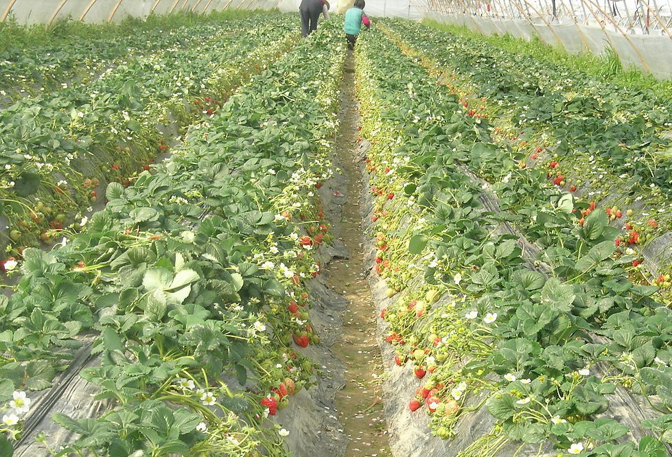 大棚草莓的种植和管理的方法,大棚草莓种植技巧与方法