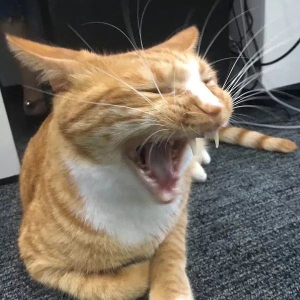 猫咪的胡须原来这么重要,猫咪胡须对猫有什么影响