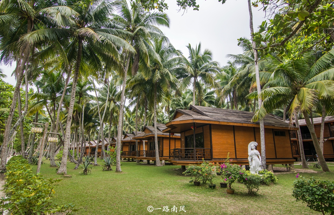 海南椰子最漂亮的地方,海南椰子最多的地方