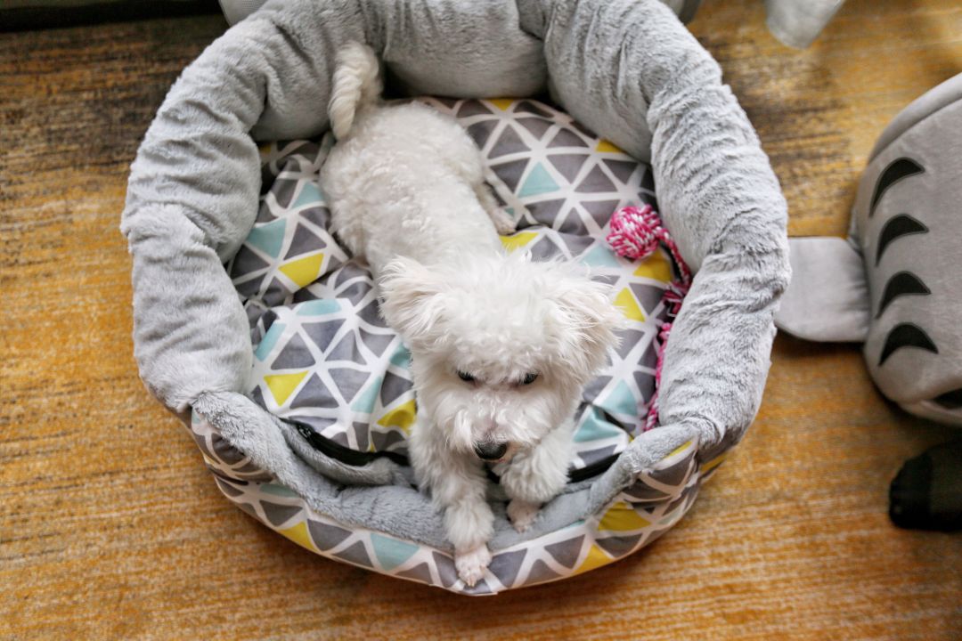 任性的重庆渝融豪生：坐落三轨之上，便捷扫街购物，允许携带宠物