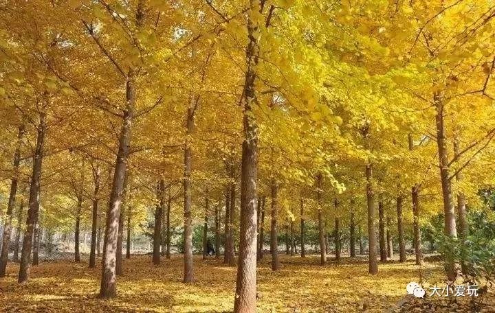 银杏北京打卡地,北京十大银杏观赏地图