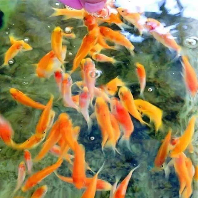 锦鲤自然鱼池繁殖方法,锦鲤自然繁殖方法视频教程