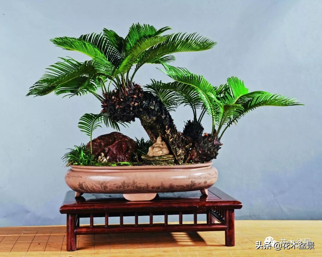 茶桌上养什么盆景植物,最好养的盆景植物推荐