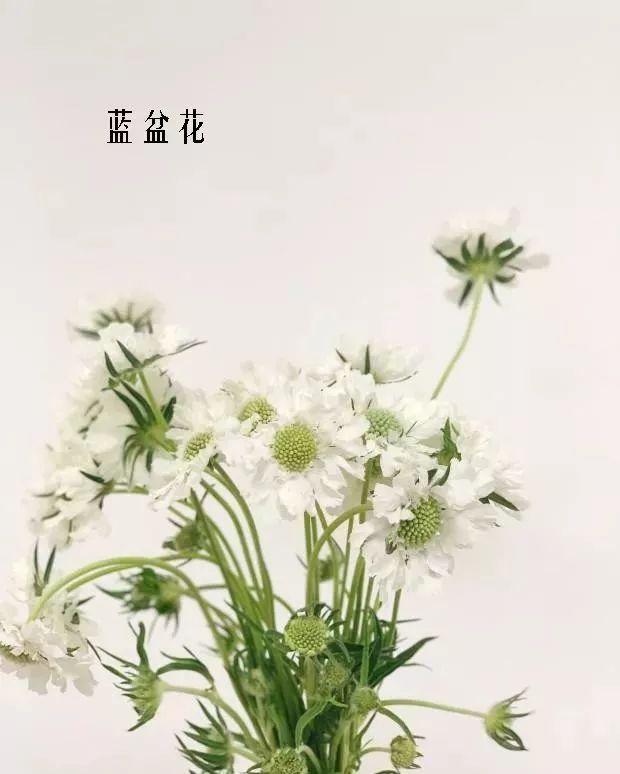花店里同款的两种不同价格的花材,花店最容易被顾客误解的几种花材
