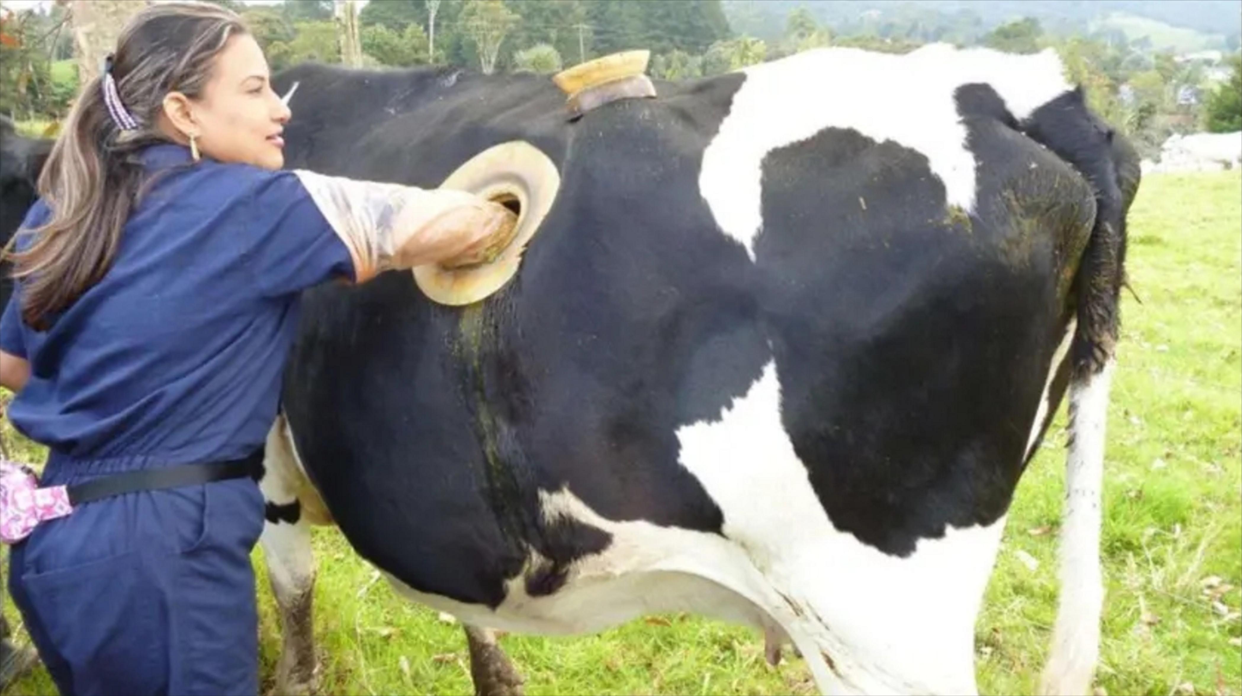 牛吃的是草为什么挤出来却是奶呢,牛为什么吃的是草挤的是奶