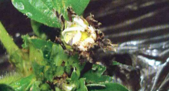 草莓的芽枯病怎样治,草莓新芽发黑腐烂