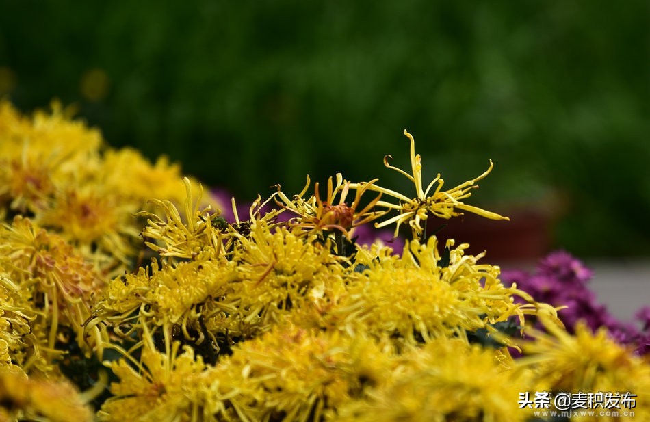 马跑泉公园有菊花展吗,庆祝菊花