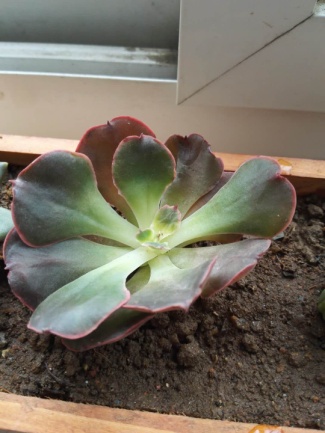 从鼻屎苗到老桩，时光里的蜕变