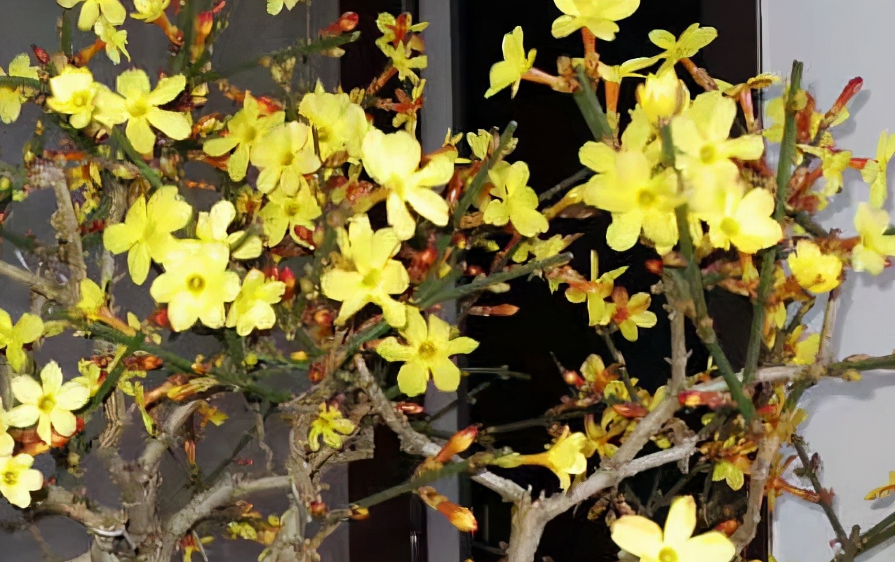 迎春花盆景如何养护视频,迎春花盆景养殖方法和技巧图解