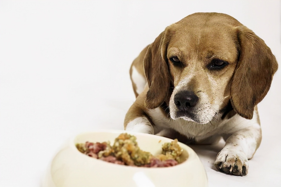 8岁狗狗毛发干燥无光泽,狗狗毛发干枯毛躁是什么原因