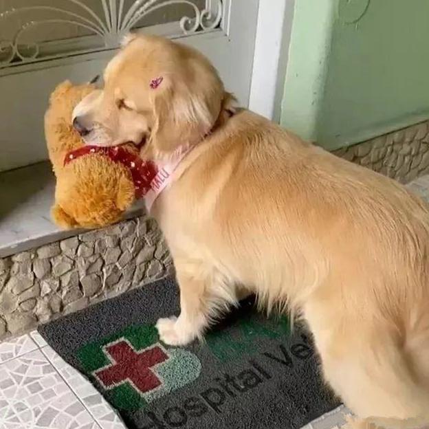 狗狗打针的时候脑袋一直发抖,狗狗打针回家后没精神怎么回事