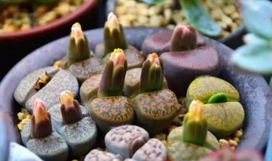 生石花怎么养得越来越大,生石花在室内怎么养