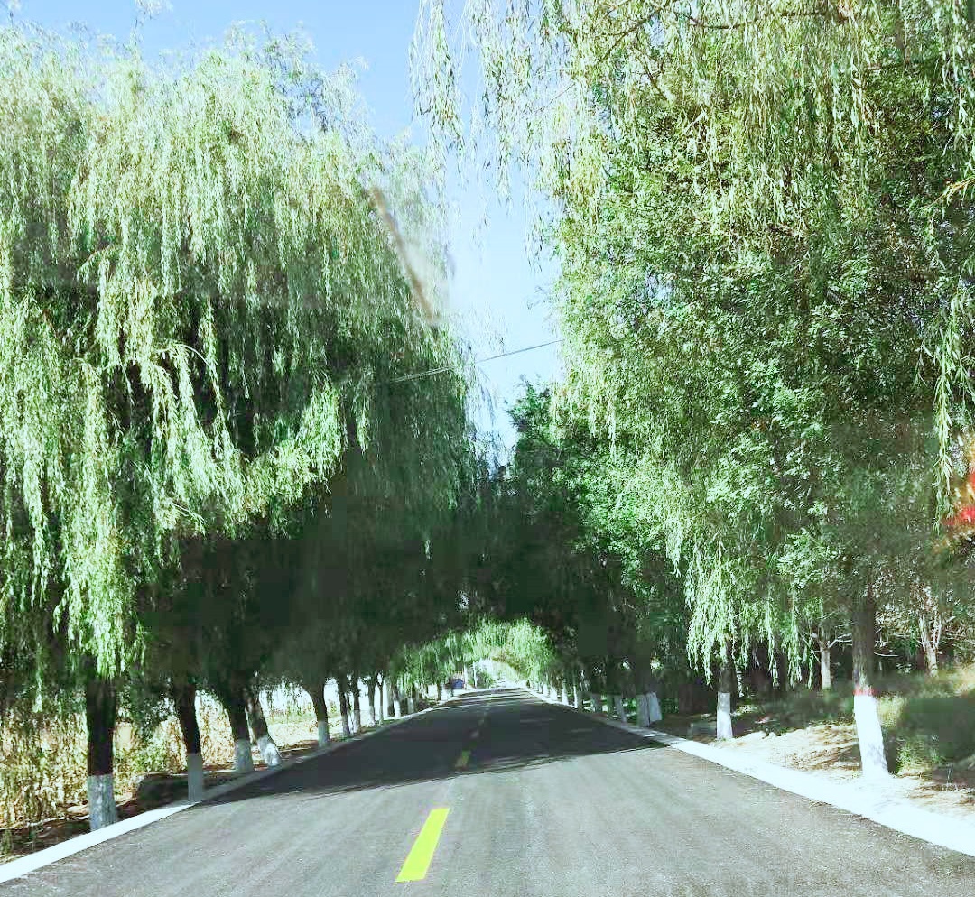 柳树的中药作用与功效,中药柳树图片大全