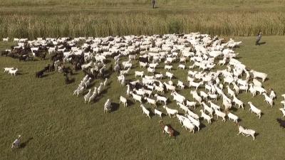 内蒙古秘汁烤全羊,烤全羊50斤