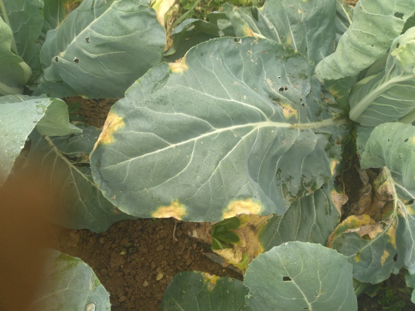 花椰菜黑腐病巧防,花椰菜黑腐病防治技术