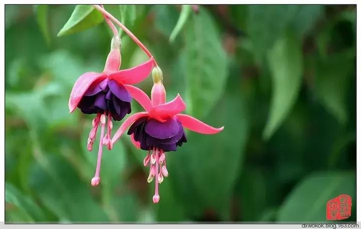 惊艳倒挂金钟,惊艳倒挂金钟图片