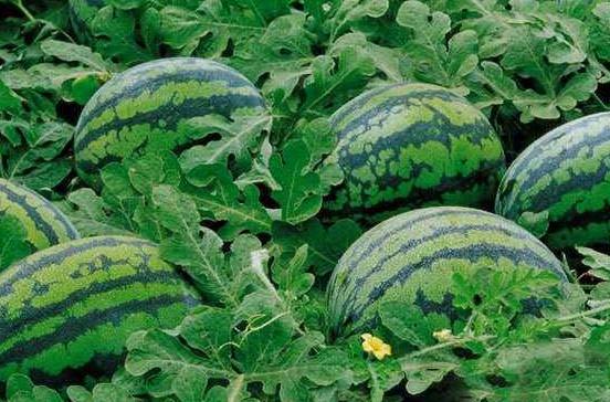 西瓜根部叶黄怎样治,西瓜老叶黄边怎么治疗
