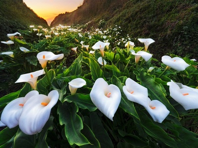 彩色马蹄莲冬季养护,水培马蹄莲的养殖方法和注意事项