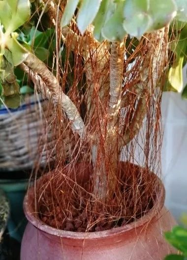 多肉长气根的原因及治疗,为啥多肉杆上长须根