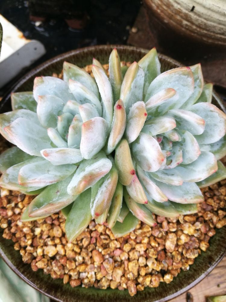 误打误撞的多肉情缘,带我走进多肉小世界!