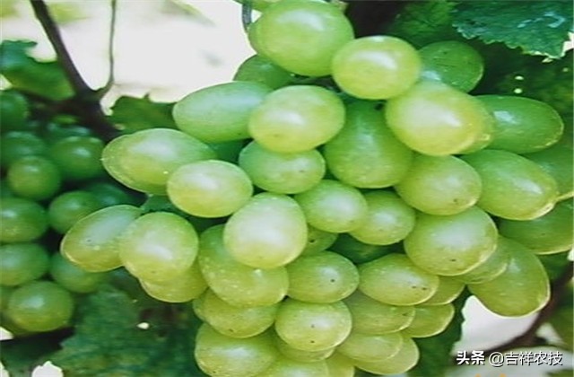大青葡萄栽培方面的知识要点，你都会吗？来学学种植管理