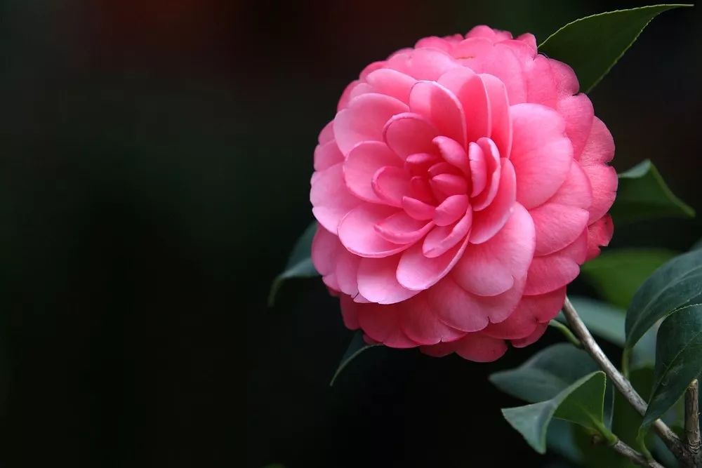 懒人山茶花,山茶花日常