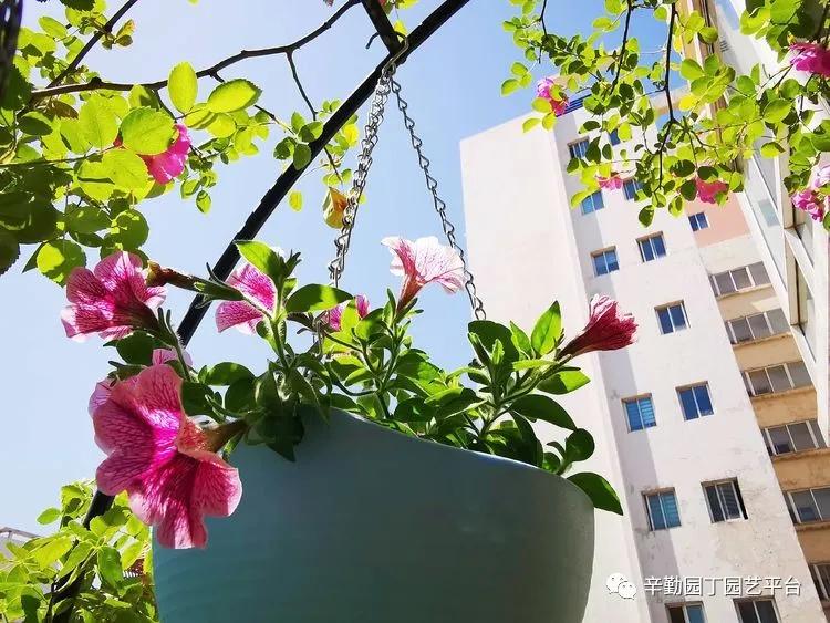 （2021）园丁奖阳台组《008号》星星的花园