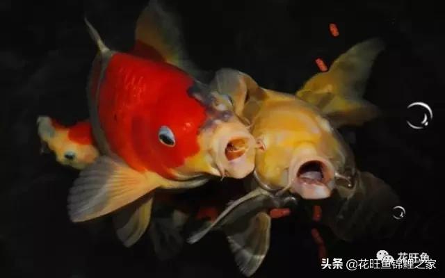 日本锦鲤怎么喂食,大小锦鲤混养小锦鲤如何喂食