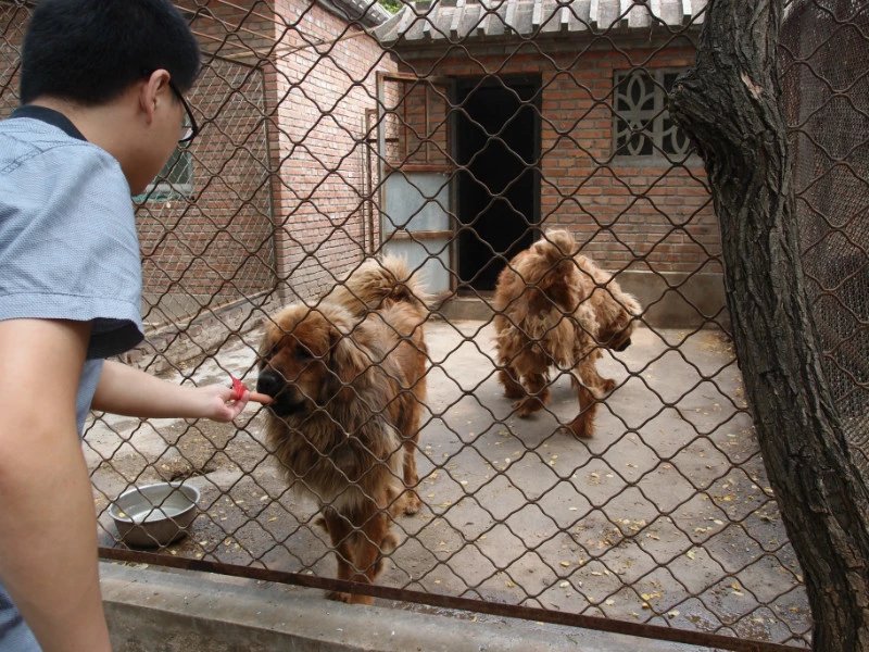 八达岭动物园观看老虎,八达岭动物园游玩