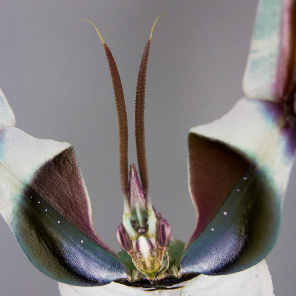 日本入侵物种螳螂,美国外来物种螳螂