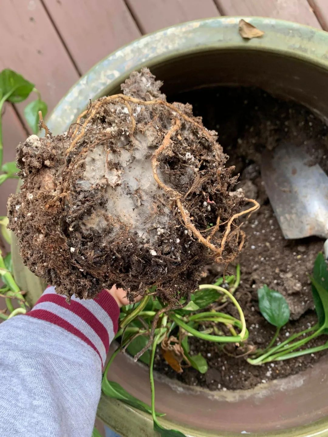 园土养君子兰,养花种菜哪种土最好