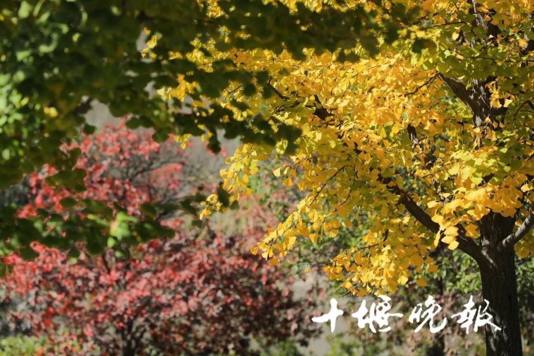 十堰银杏风景区在哪里,十堰银杏景点