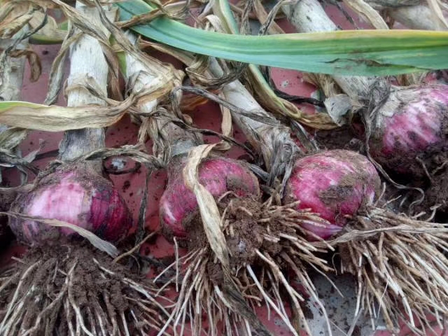 2020蒜苔行情预计大蒜多少钱一斤,2023年大蒜价格最新行情走势