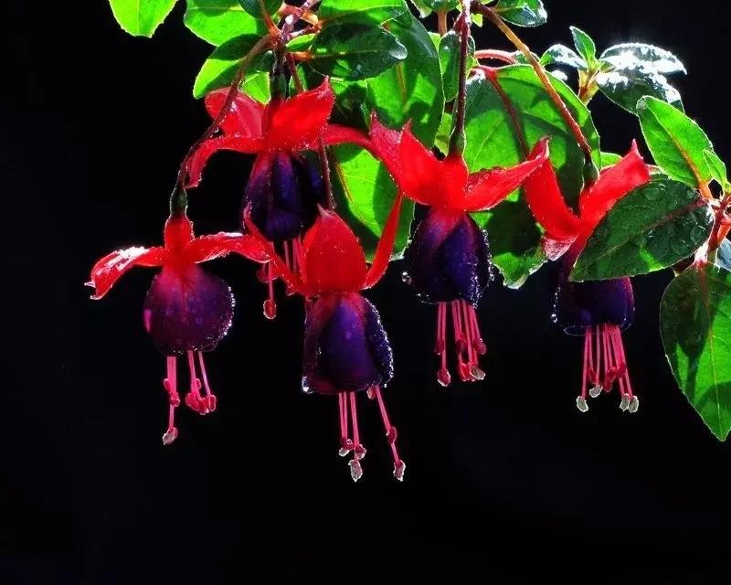 惊艳倒挂金钟,惊艳倒挂金钟图片