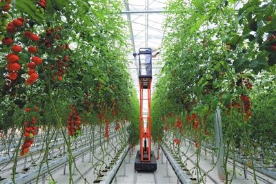 在荷兰的温室生活,荷兰农业温室增温设施