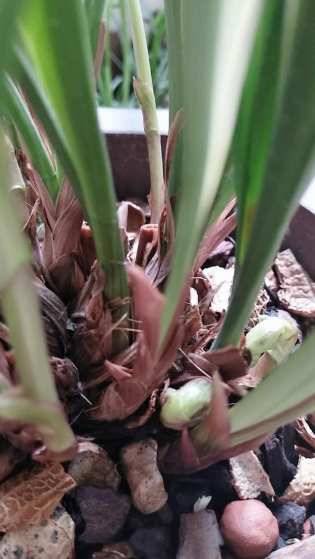 鍏拌姳鍚嶅搧鑺卞墤澶у叏,鍏拌姳鑺卞墤鍑虹幇鑺辫娊