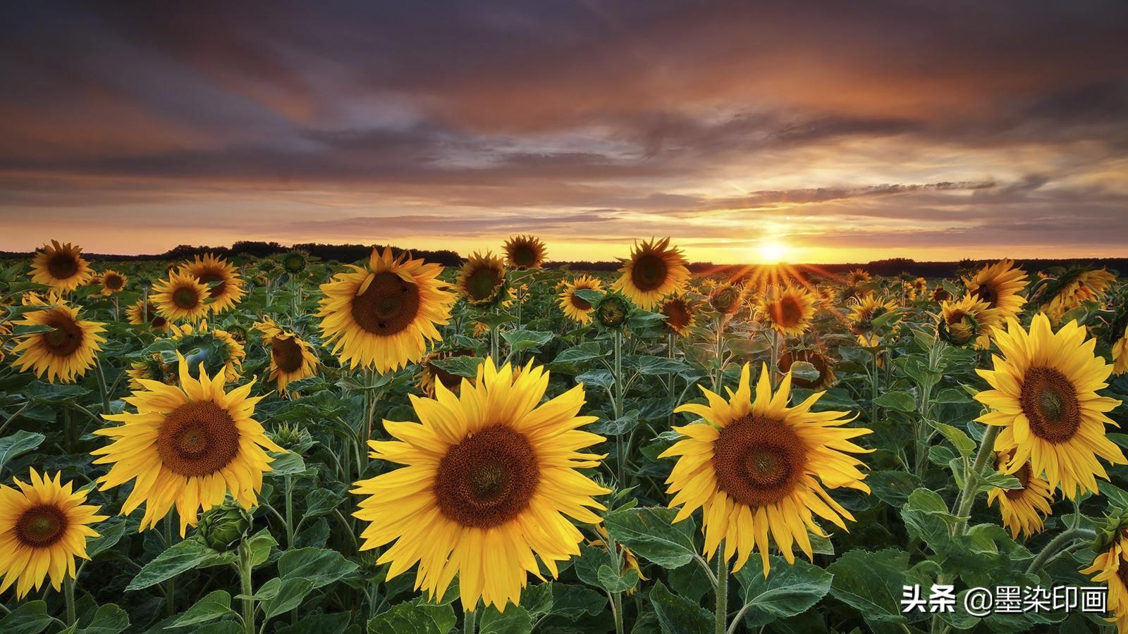 向日葵如何拍摄出好看的效果,向日葵拍摄技巧