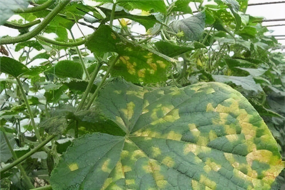甜瓜细菌性角斑病和霜霉病分辨,甜瓜花叶斑病怎么防治