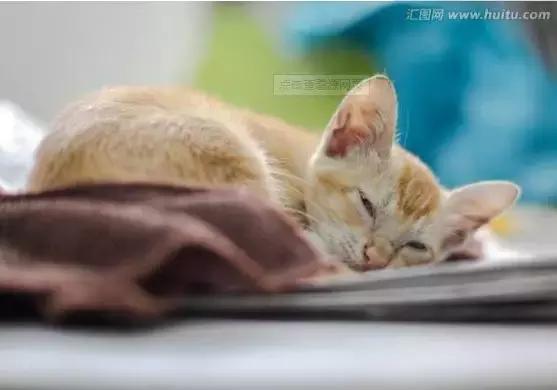 我喜欢的小动物狗作文三年级,三年级下册小动物作文可爱的小狗