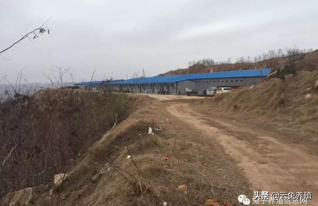 买兔子要注意些什么,买兔子建议