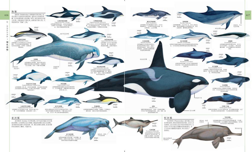 dk系列书籍六岁孩子适合入手哪些,dk儿童认知书推荐