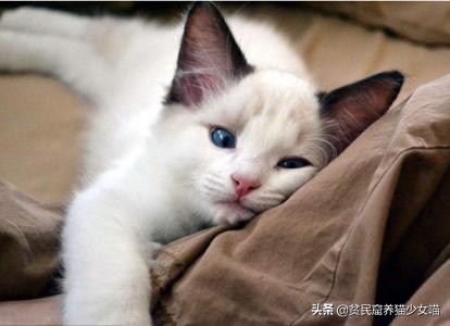 猫咪黑下巴抹红霉素软膏还是眼膏,猫咪黑下巴到底怎么治