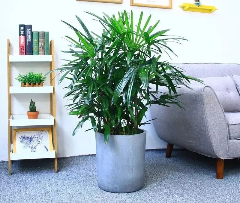 绿叶竹子怎么养护,细叶棕竹怎么养护和管理