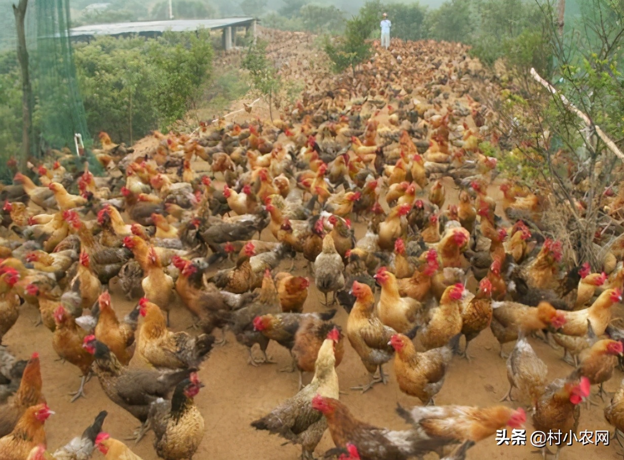 适合农村创业致富的项目有哪些,2021致富新机器