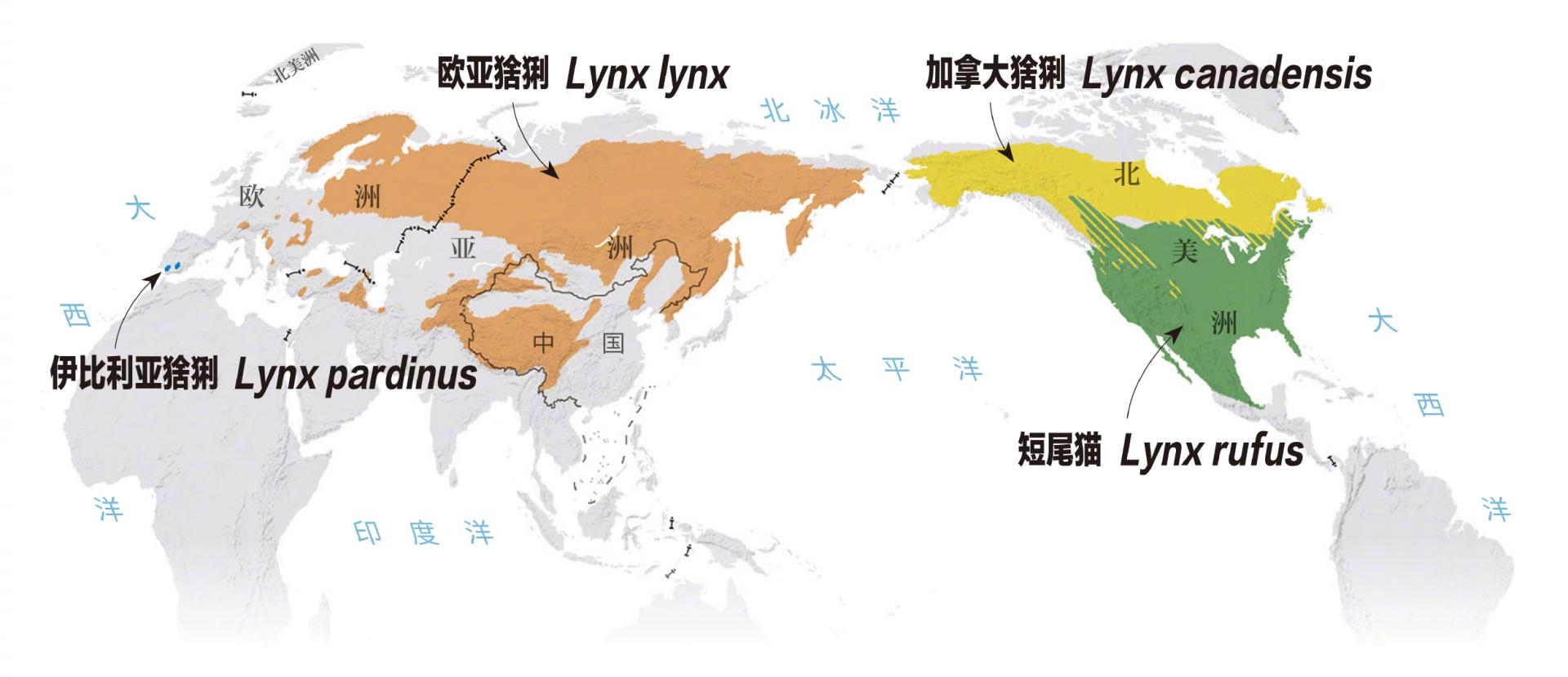 猞猁为何号称屠狼机器,猞猁屠狼机器