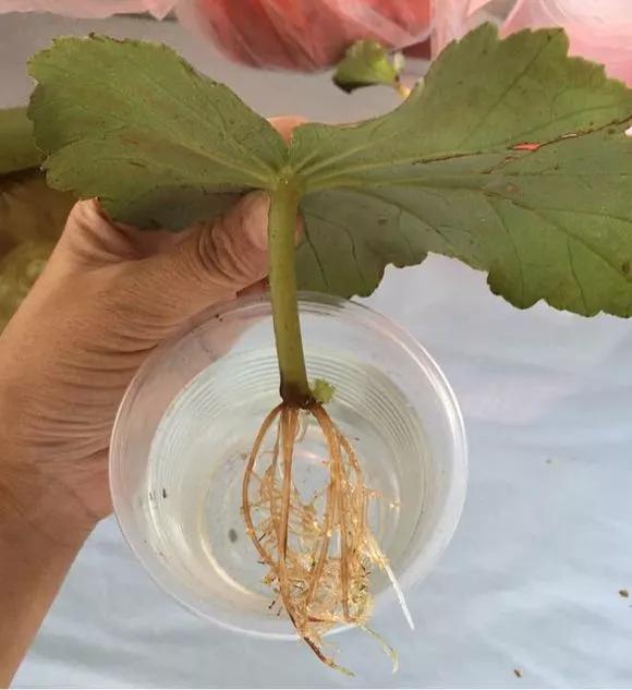 什么花最好养最耐阴,什么花最好种又耐阴