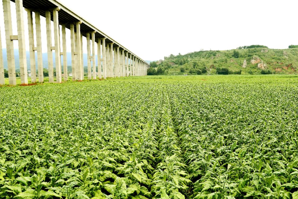 种下“绿叶子” 烤出“黄叶子” 换来“金票子”